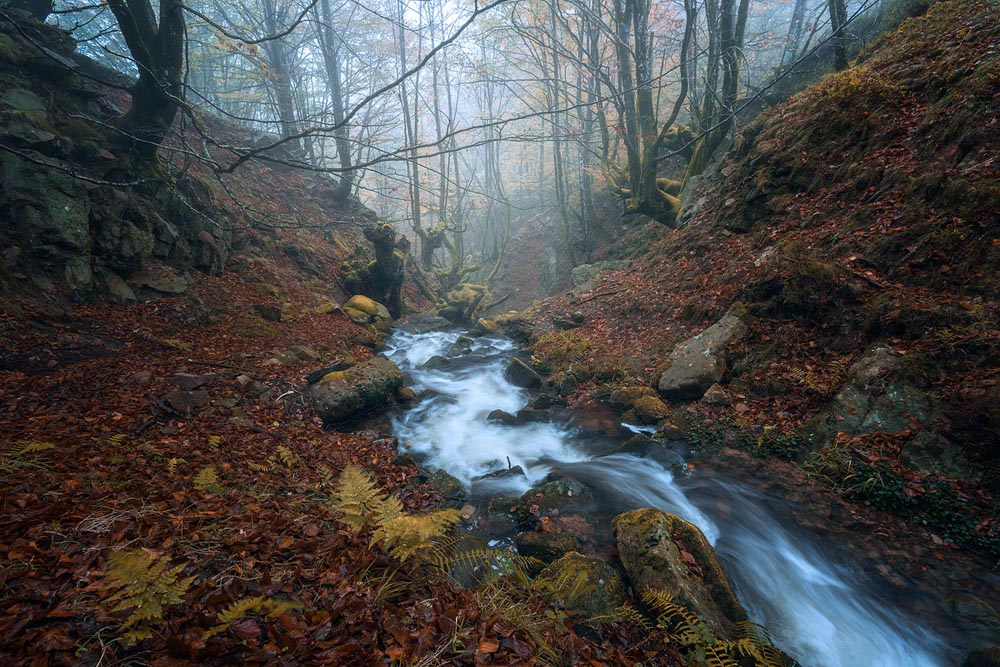 Deep woods in Northern SpainWith NiSi Landscape polarizer