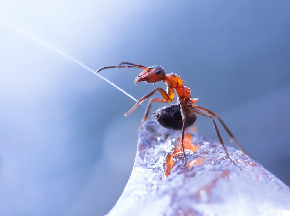 An Ant Spraying Acid