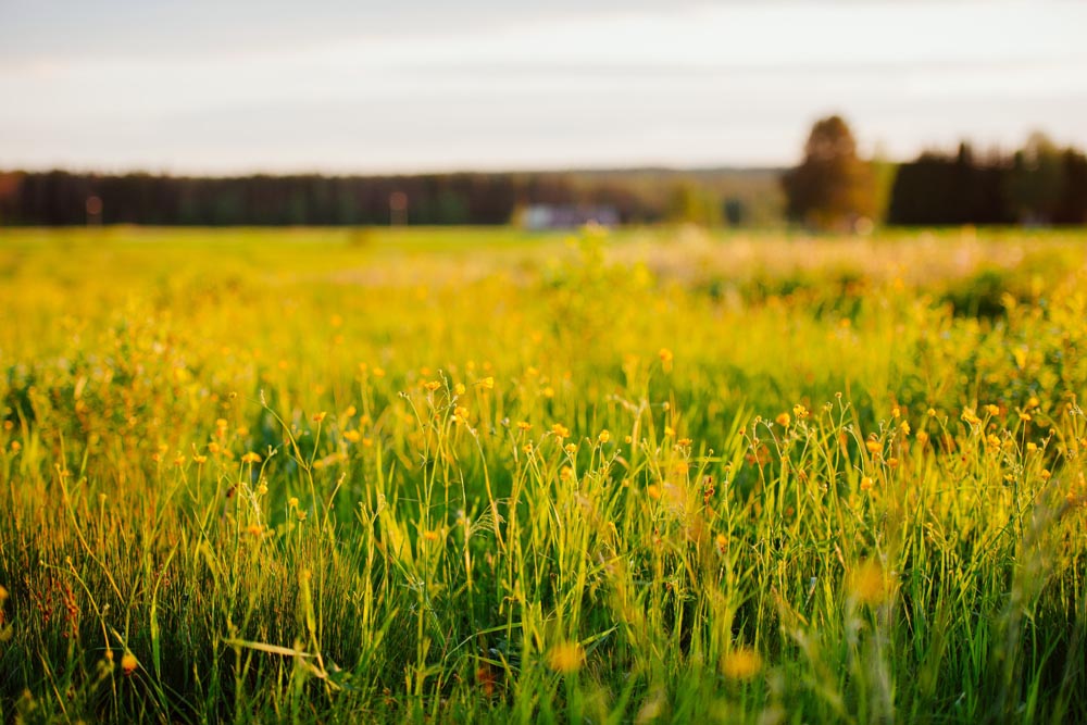 A Field of Wildflowers