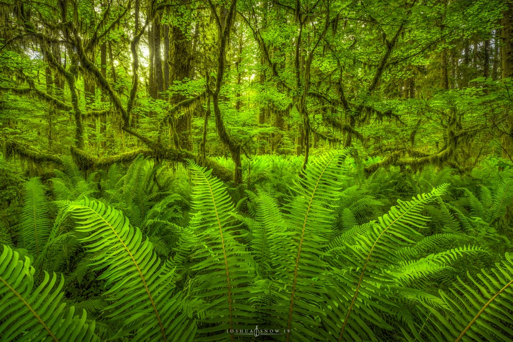 Archangel Taken in Olympic National Park, U.S. With NiSi polarizer