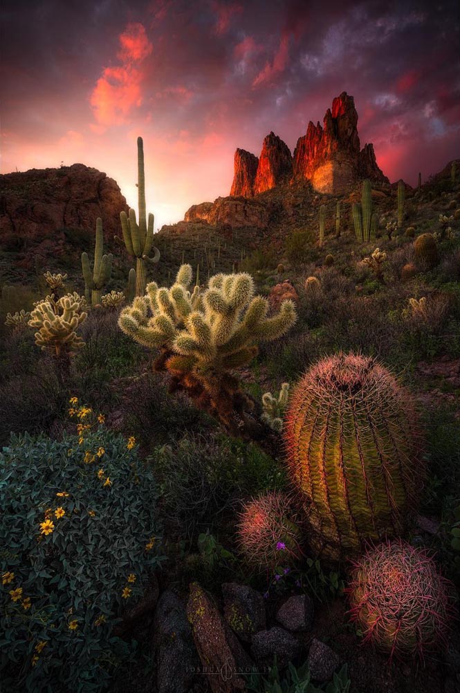 Botanical Taken in Superstition Mountains, U.S. With NiSi Landscape polarizer, GND (3 Stops)